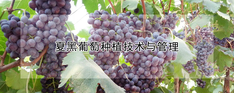 夏黑葡萄種植技術與管理