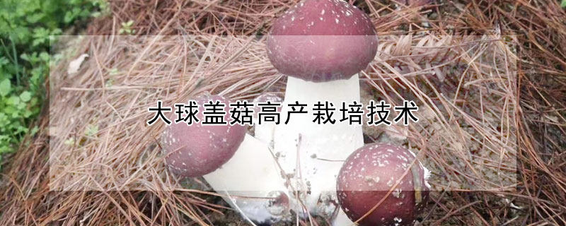 大球蓋菇高產(chǎn)栽培技術(shù)