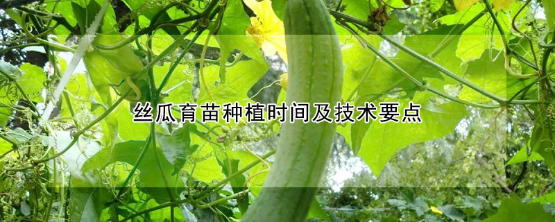 絲瓜育苗種植時間及技術要點