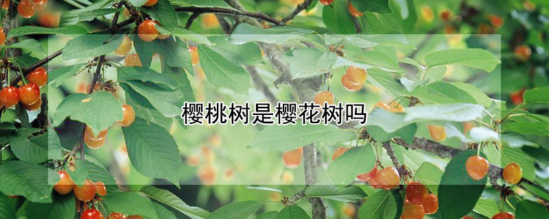 櫻桃樹是櫻花樹嗎