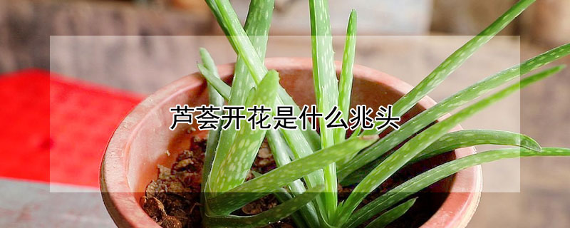 蘆薈開(kāi)花是什么兆頭