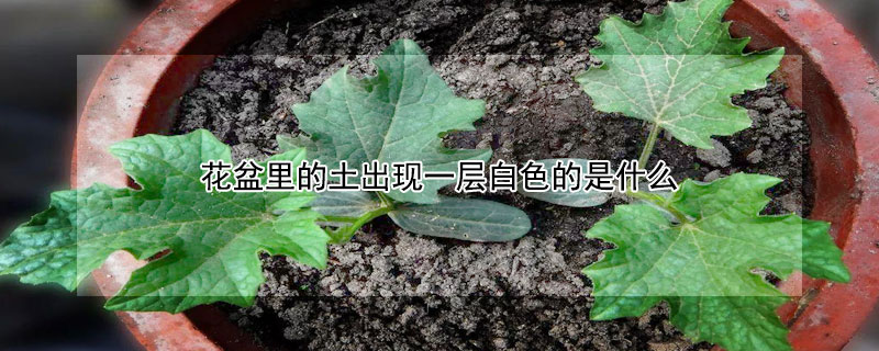 花盆里的土出現一層白色的是什么