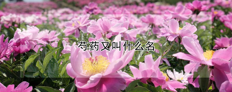 芍藥又叫什么名