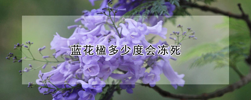 藍花楹多少度會凍死