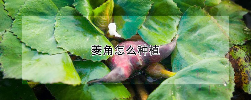 菱角怎么種植