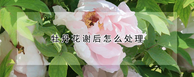 牡丹花謝后怎么處理