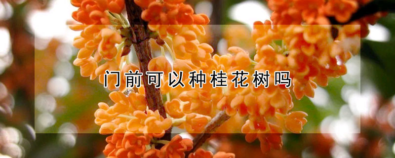 門前可以種桂花樹嗎