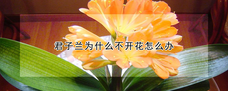 君子蘭為什么不開花怎么辦