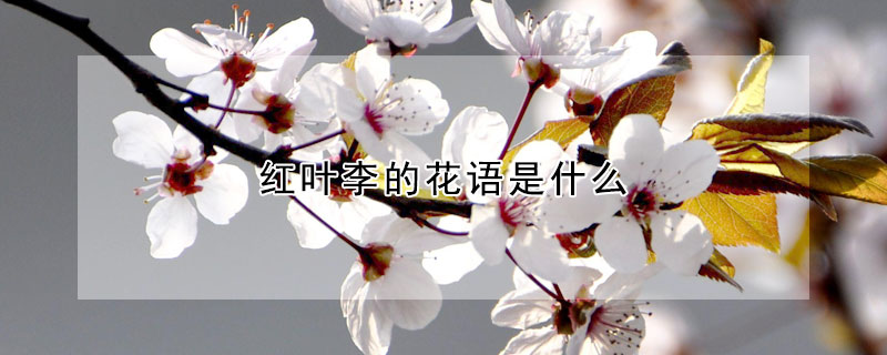 紅葉李的花語(yǔ)是什么