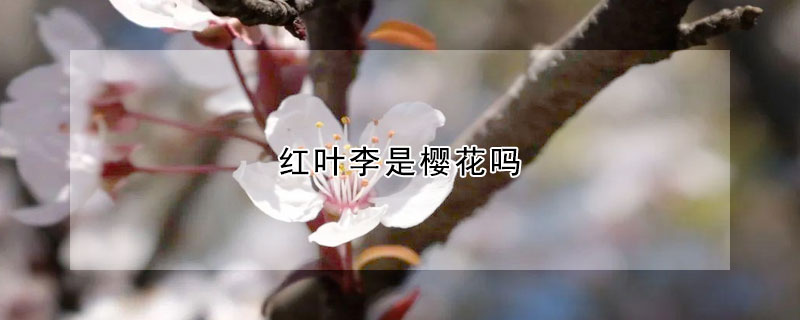 紅葉李是櫻花嗎