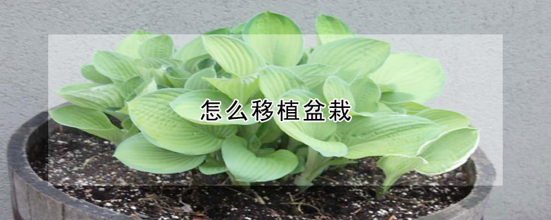 怎么移植盆栽