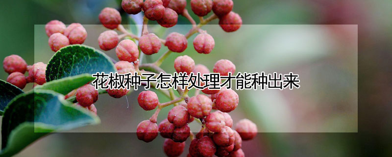 花椒種子怎樣處理才能種出來