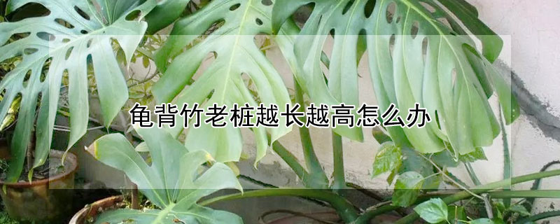 龜背竹老樁越長(zhǎng)越高怎么辦