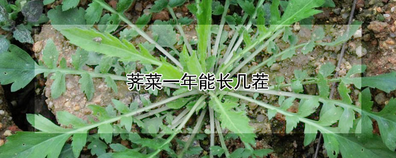 薺菜一年能長幾茬