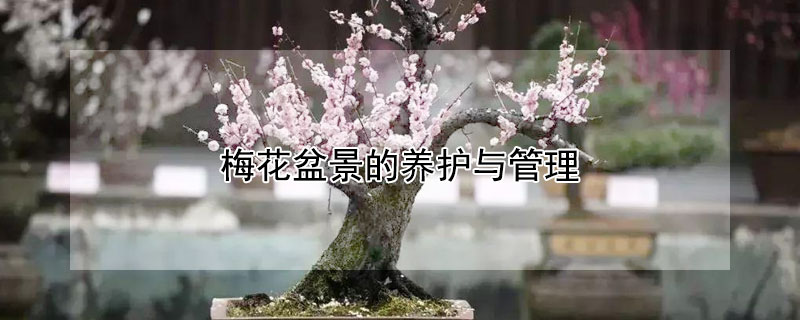 梅花盆景的養(yǎng)護(hù)與管理