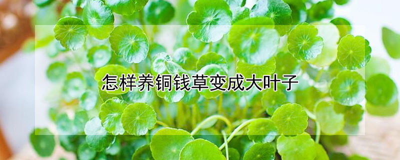 怎樣養(yǎng)銅錢(qián)草變成大葉子