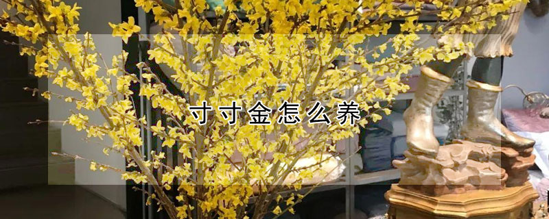 寸寸金怎么養(yǎng)