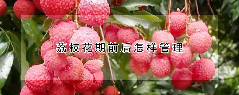 荔枝花期前后怎樣管理