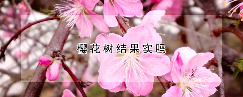 櫻花樹結果實嗎