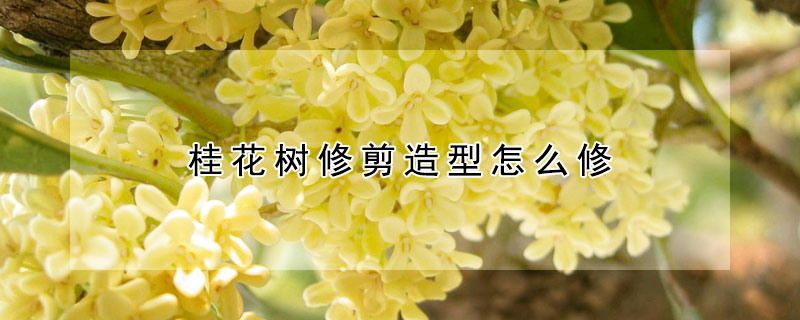 桂花樹修剪造型怎么修