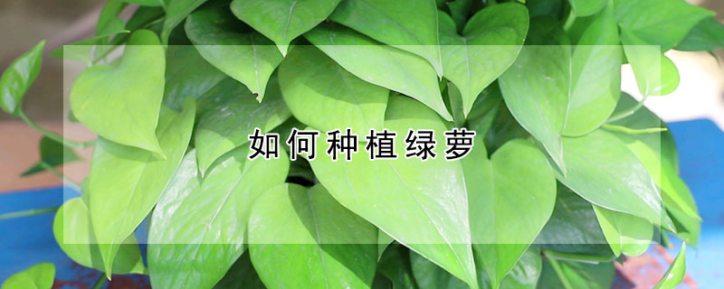 如何種植綠蘿