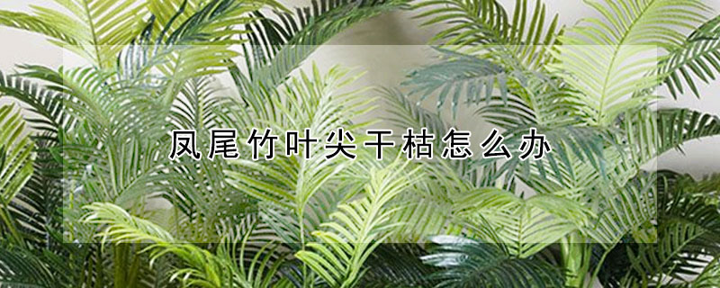 鳳尾竹葉尖干枯怎么辦