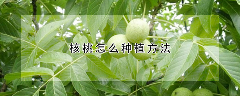 核桃怎么種植方法