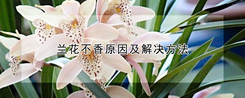 蘭花不香原因及解決方法