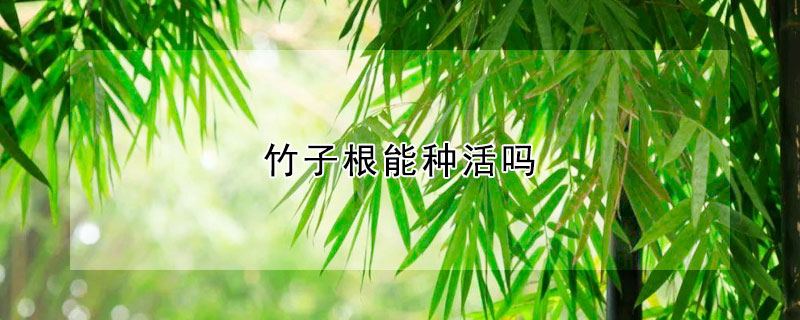 竹子根能種活嗎