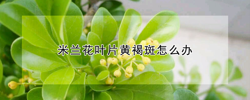 米蘭花葉片黃褐斑怎么辦