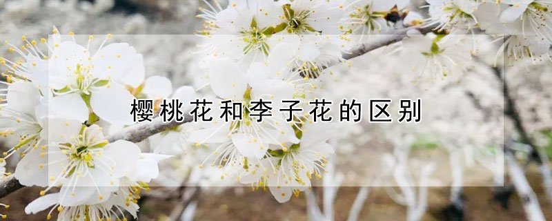 櫻桃花和李子花的區別