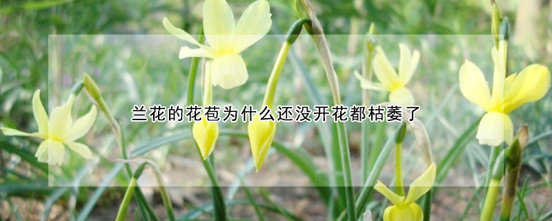 蘭花的花苞為什么還沒開花都枯萎了