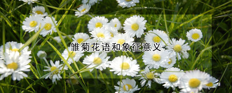 雛菊花語(yǔ)和象征意義