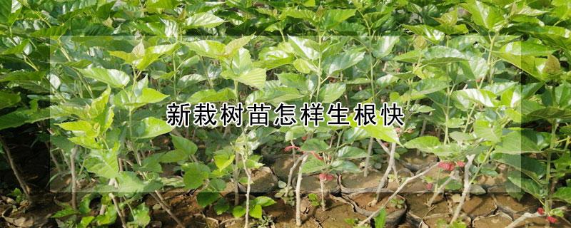 新栽樹苗怎樣生根快