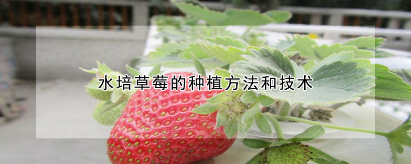 水培草莓的種植方法和技術(shù)