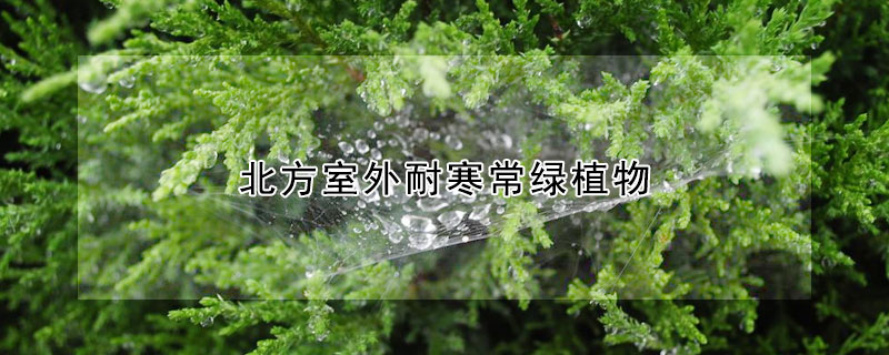 北方室外耐寒常綠植物