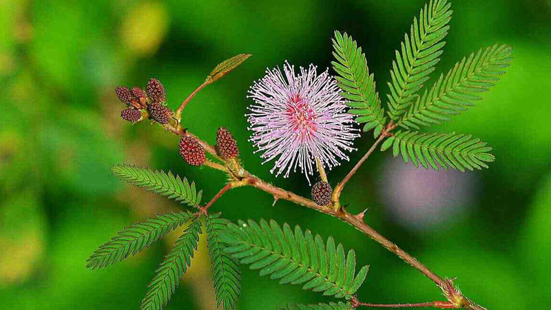 家里千萬不能養的六種花