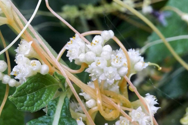 菟絲子是什么植物