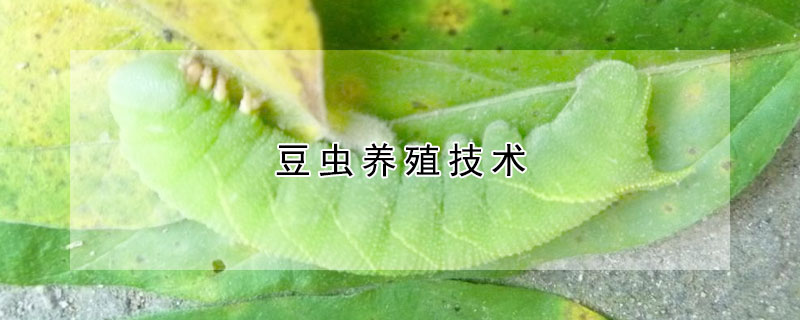 豆蟲養(yǎng)殖技術(shù)