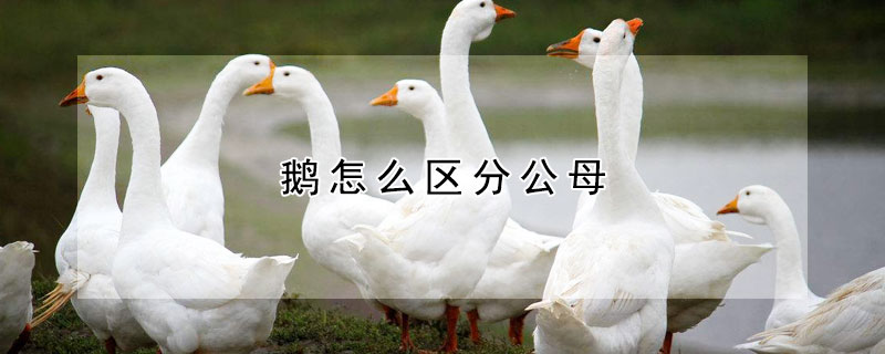 鵝怎么區(qū)分公母