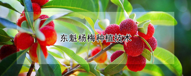 東魁楊梅種植技術(shù)