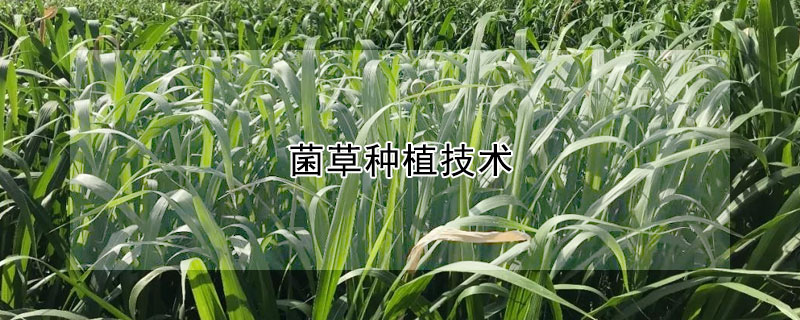 菌草種植技術(shù)