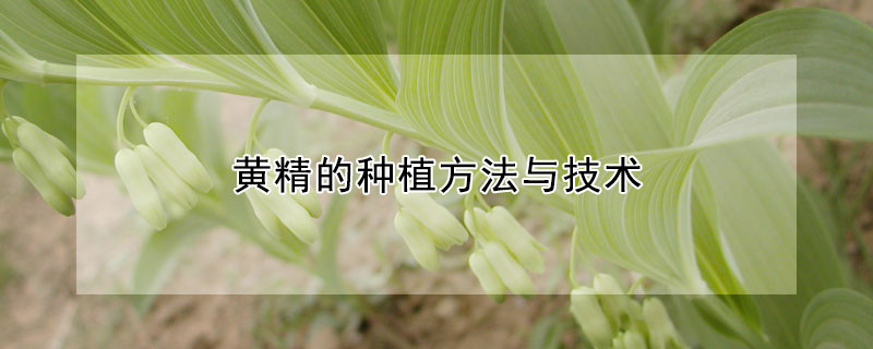 黃精的種植方法與技術(shù)