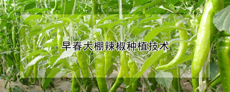 早春大棚辣椒種植技術(shù)