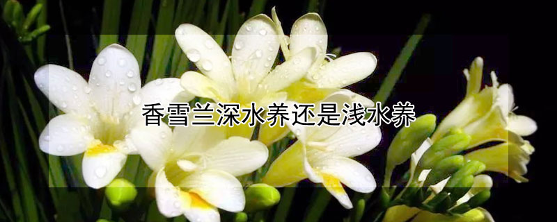 香雪蘭深水養(yǎng)還是淺水養(yǎng)