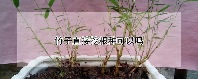 竹子直接挖根種可以嗎