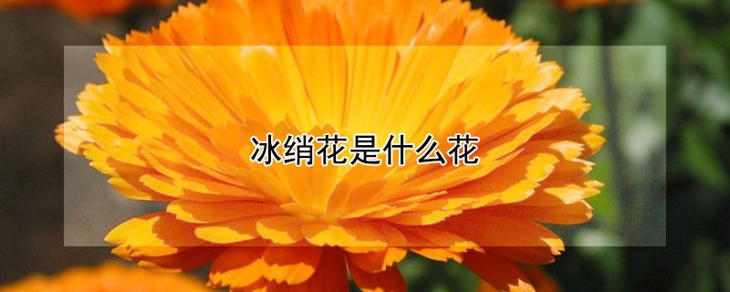 冰綃花是什么花