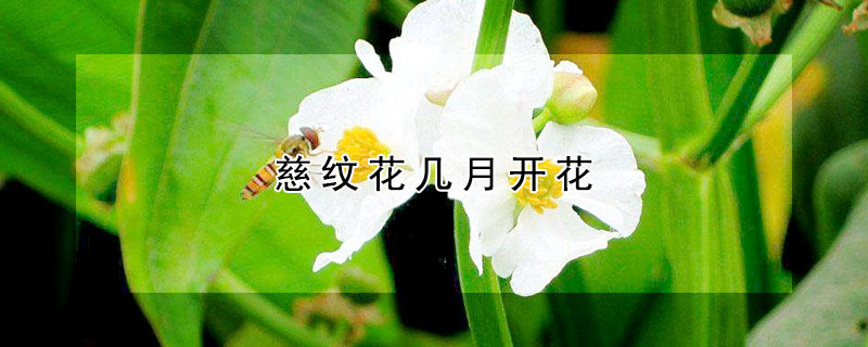 慈紋花幾月開花