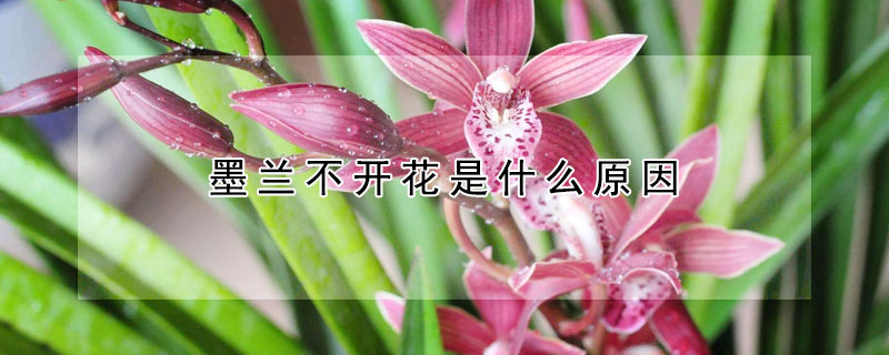 墨蘭不開花是什么原因