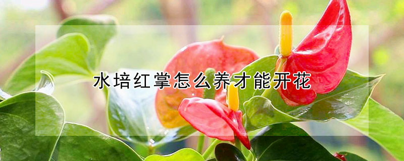 水培紅掌怎么養才能開花